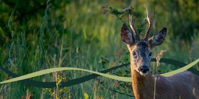 deer-2.jpg