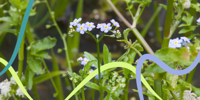 forget-me-not.jpg
