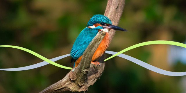 kingfisher.jpg