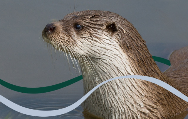 otter.jpg