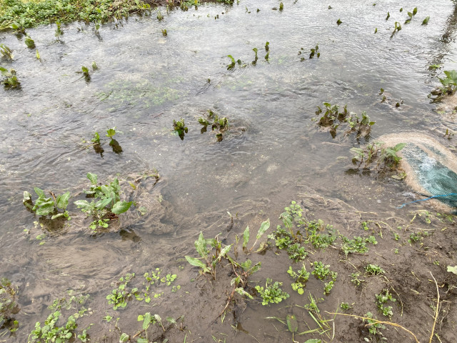 lavant-sewage-fungus-charlton.jpeg