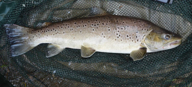 sea_trout.jpg