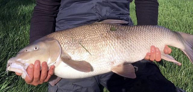 barbel.jpg