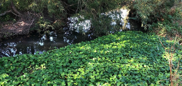 pennywort.jpg