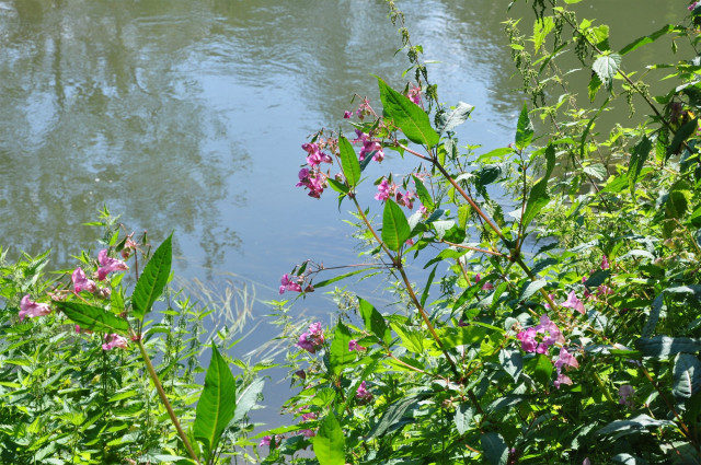 himalayan-balsam-(c)-robin-crane.jpg