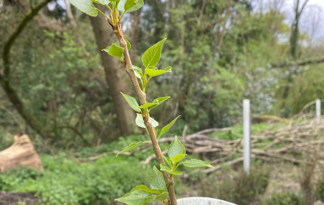 black-poplar-thriving-april.jpeg