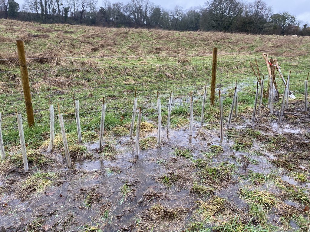 Sapling native hedgerow plants.