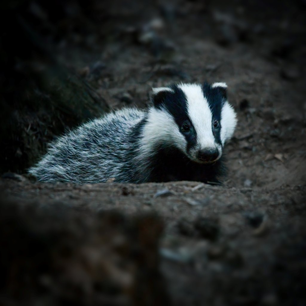 A badger.