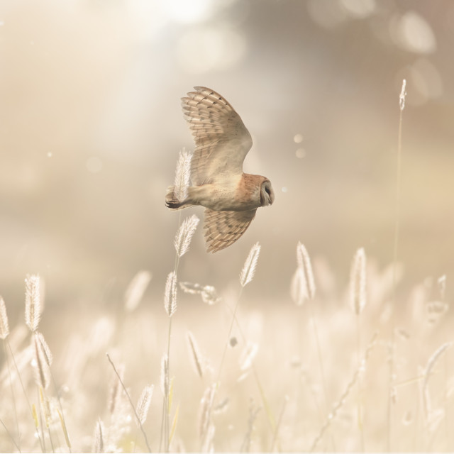 barn_owl_richard_will_crombie.jpg