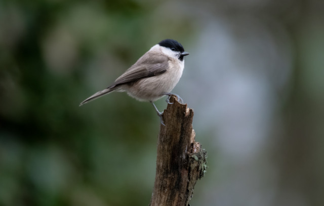 blackcap_richard_will_crombie.jpg