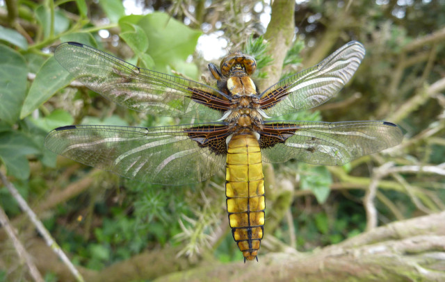 broad-bodied-chaser-s-hughes.jpg