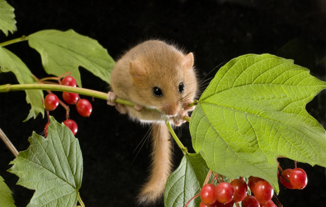 dormouse_derek_middleton.jpg