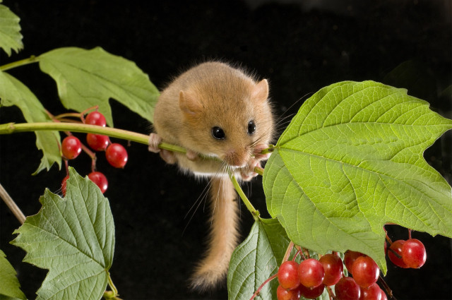 dormouse_derek_middleton.jpg