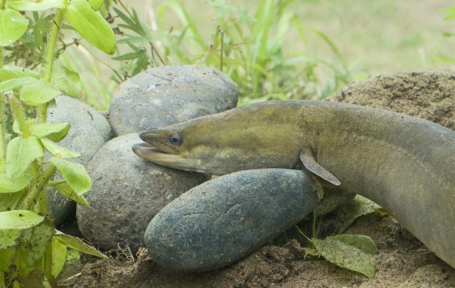 european_eel2_derek_middleton.jpg