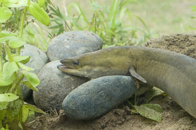 european_eel2_derek_middleton.jpg