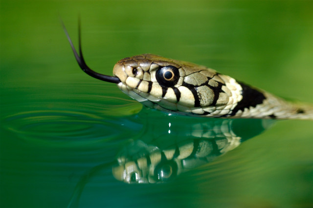 grasssnake1_derek_middleton.jpg