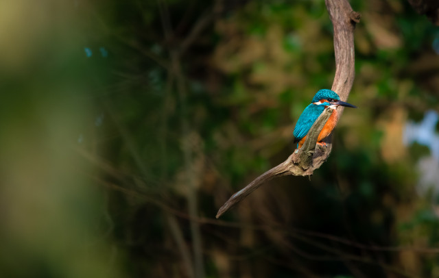kingfisher4_richard_will_crombie.jpg