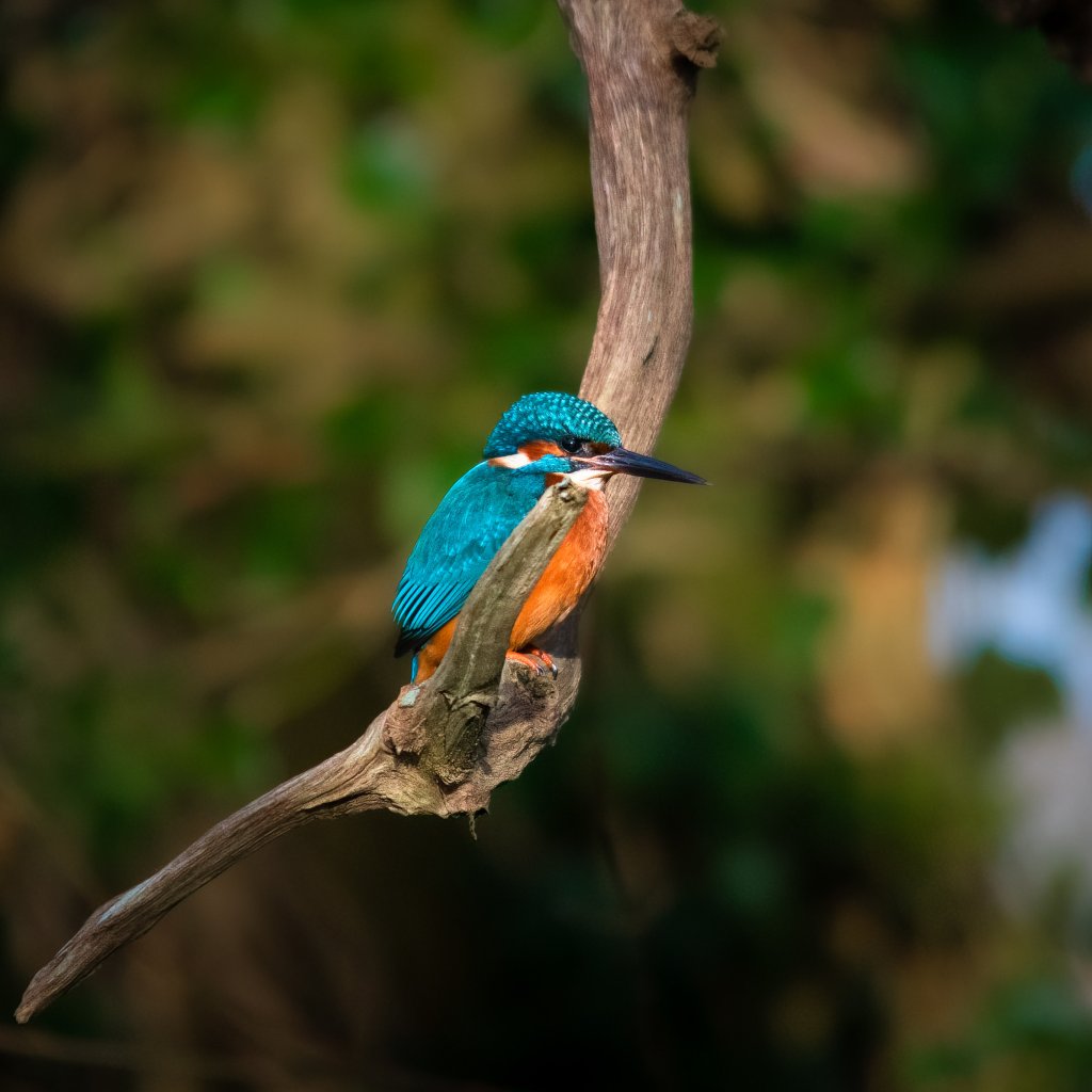 Kingfisher perched on a branch.
