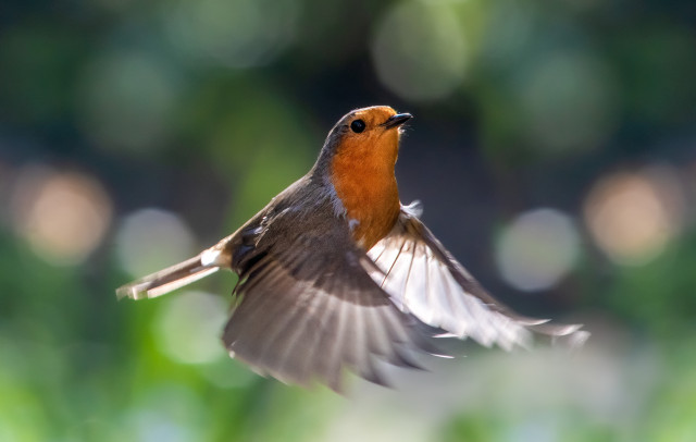 robin3_richard_will_crombie.jpg