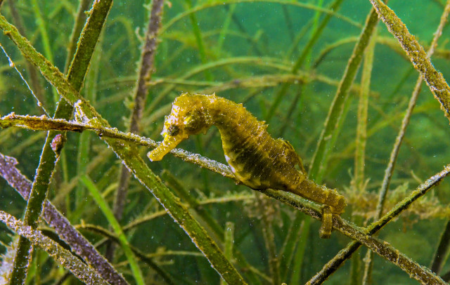 short-snouted-seahorse---oleg-kovtun.jpg