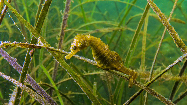 short-snouted-seahorse---oleg-kovtun.jpg