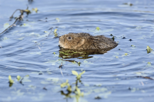 water-vole.jpg