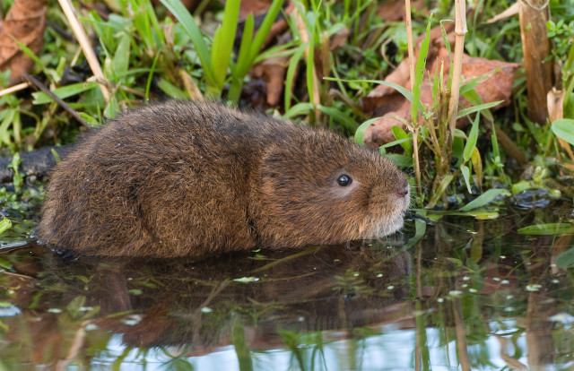 water_vole2_derek_middleton.jpg